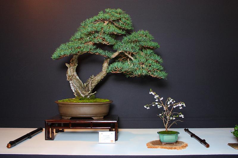 Bonsai, cay the, cay canh nghe thuat, cây cảnh nghệ thuật